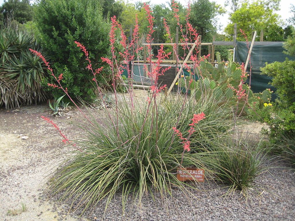 9 Best Drought Tolerant Plants For Your Texas Landscape 0937